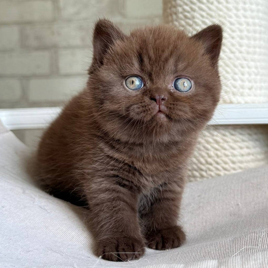 Bruno British Shorthair male, chocolate