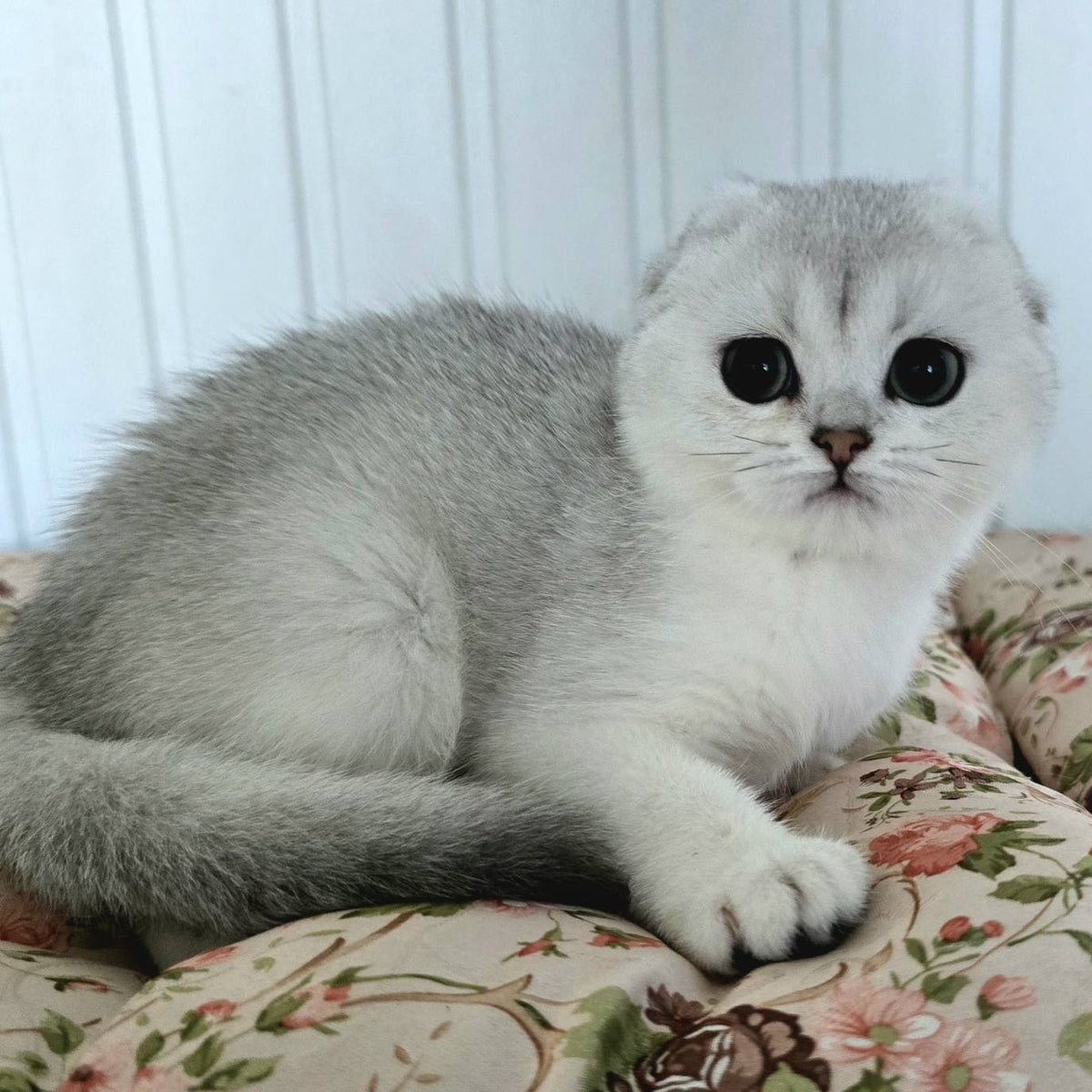 Yahidka Scottish Fold female, black silver shaded