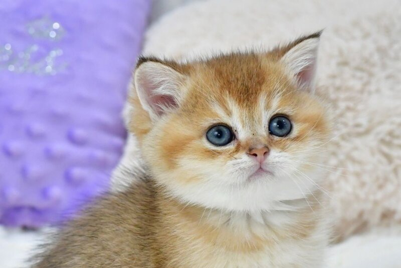 Elvin British Shorthair male, black golden shaded