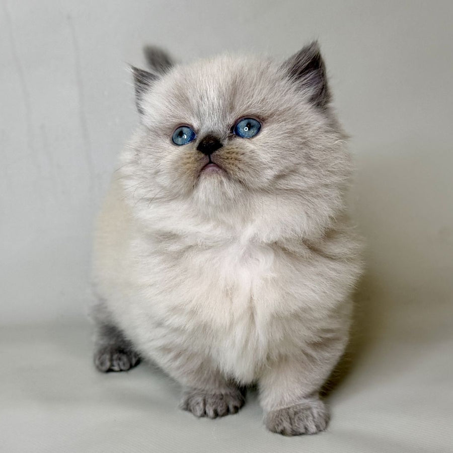 Savage Munchkin female, lilac shaded pointed
