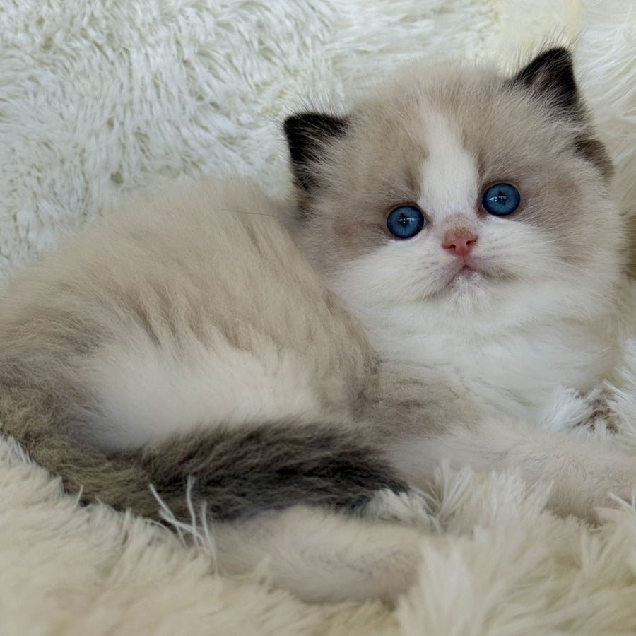 Milan Ragdoll male, black bicolour