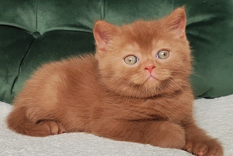 Unus British Shorthair male, cinnamon