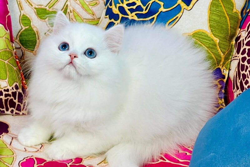 Marcy Scottish Straight male, white