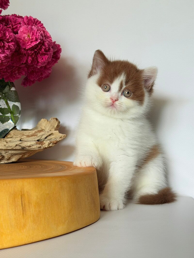Ferris British Shorthair male, cinnamon harlequin