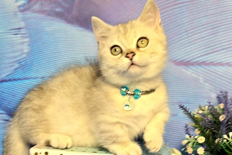 Luna Munchkin female, black silver spotted tabby