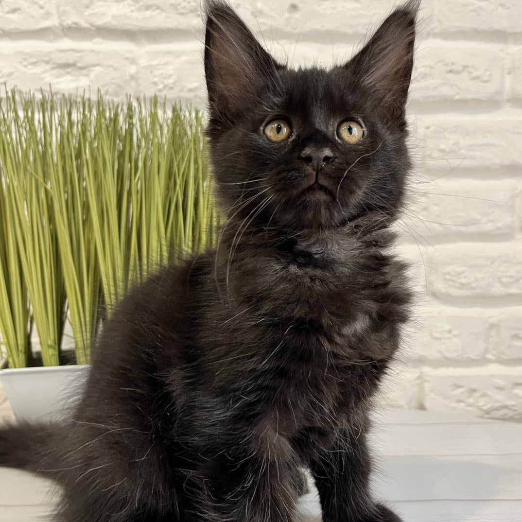 Jack Maine Coon male, black