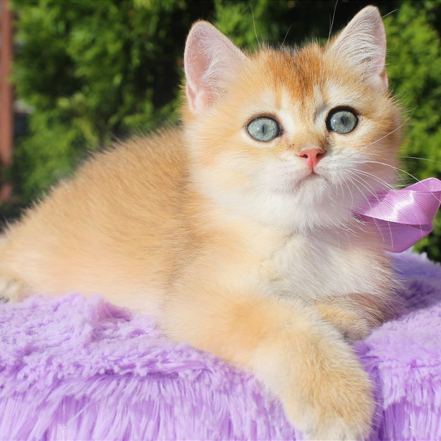 Helen British Shorthair female, black golden shaded
