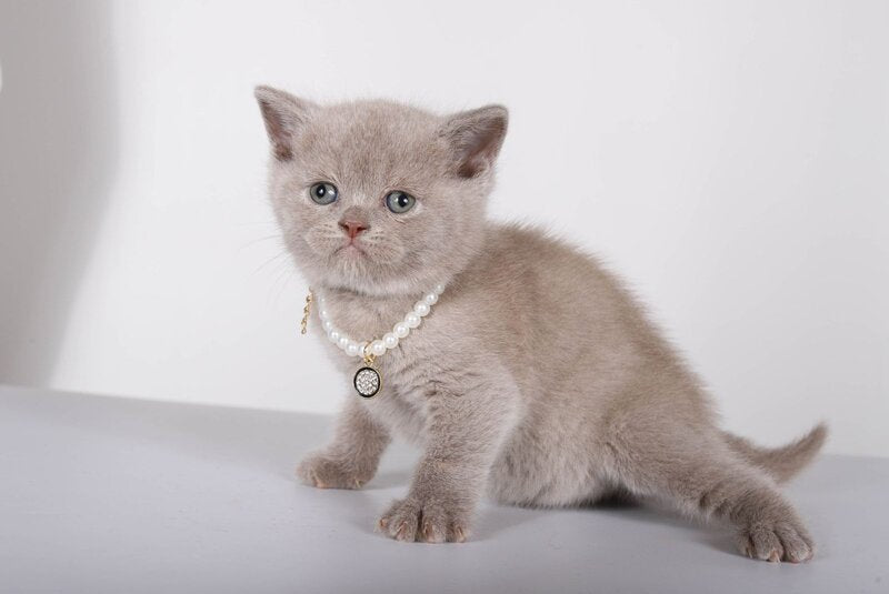 Saymon British Shorthair male, lilac