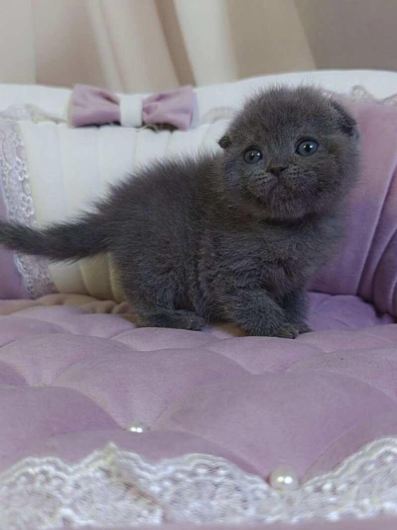 Jelly Scottish Fold female blue - live animals