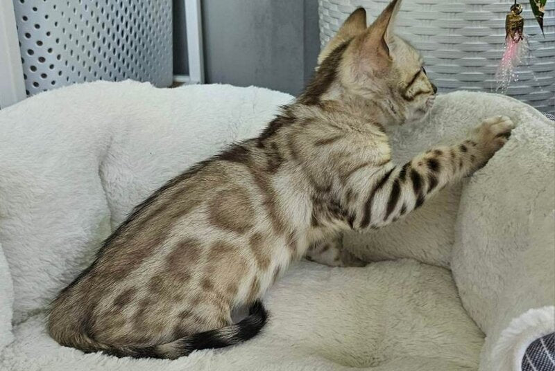 Quincy Bengal male black spotted tabby pointed - live animals
