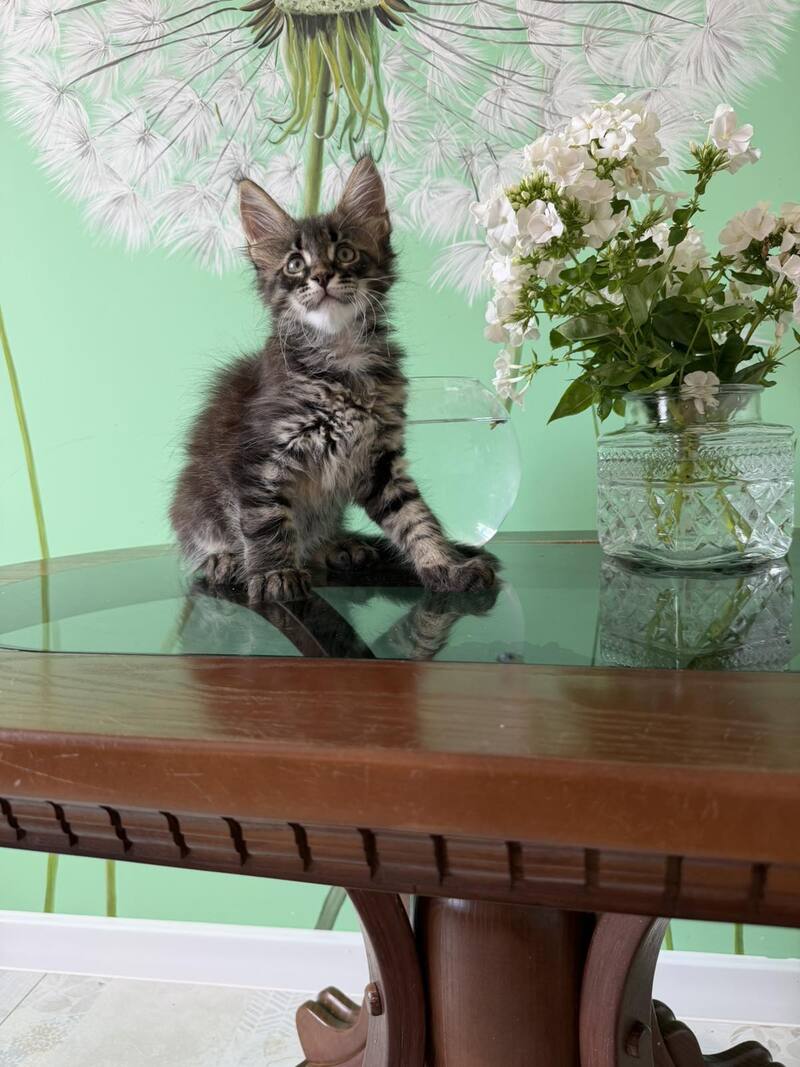 Tik-Tok Maine Coon male, black spotted tabby