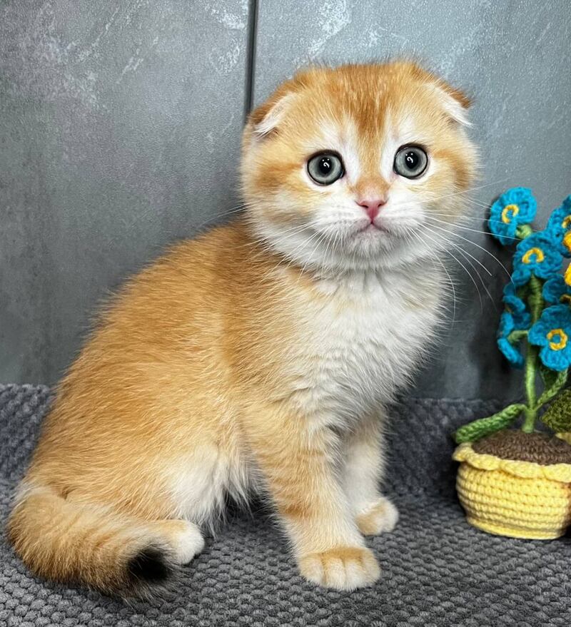 Lion Scottish Fold male black golden chinchilla - live animals