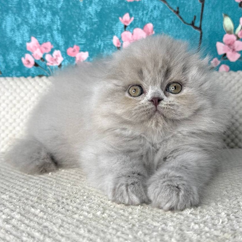 Kitty Scottish Fold female, lilac