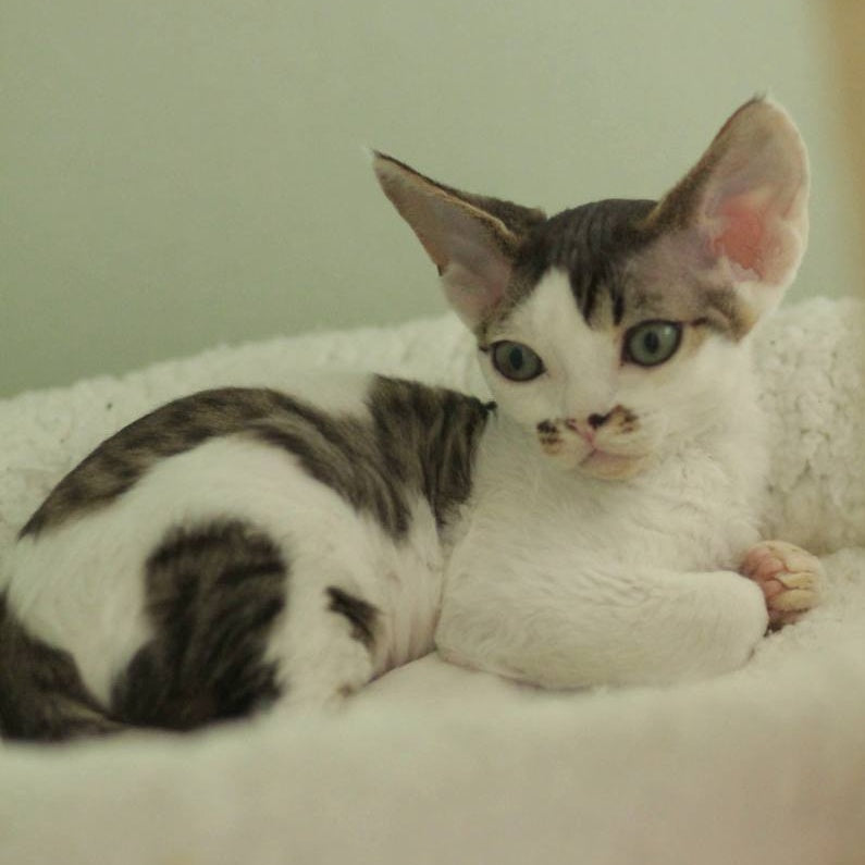Ophelia Devon Rex female, black spotted tabby bicolour