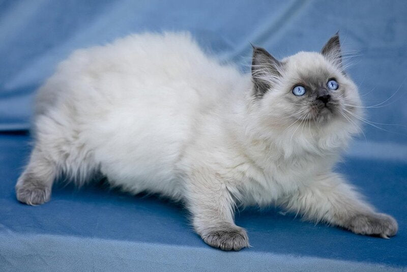 Muffin Ragdoll male, blue pointed