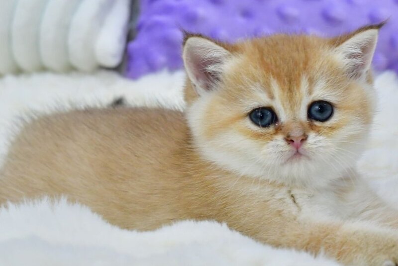 Emili British Shorthair female, black golden shaded
