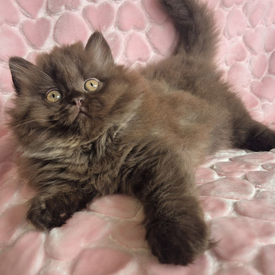 David British Longhair male, chocolate