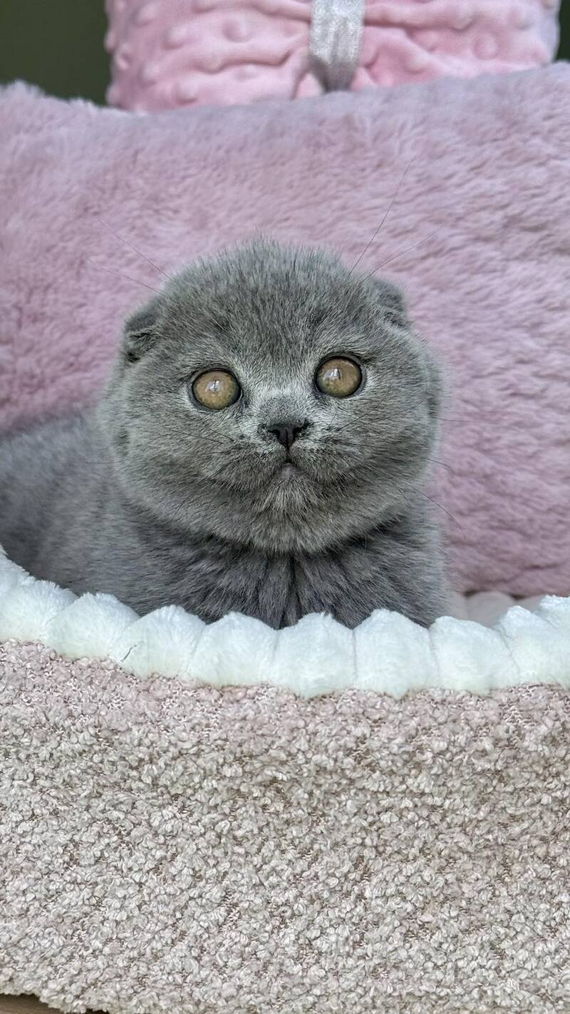 Trixie Scottish Fold female, blue