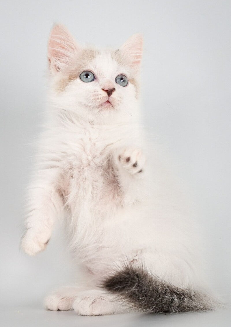 Yogurt Munchkin male, seal pointed van