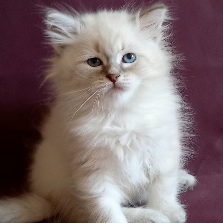 Medad Siberian male, blue tabby pointed