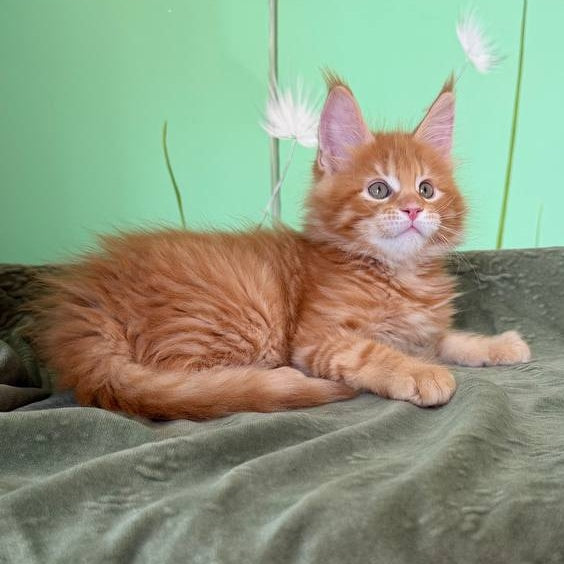 Alex Maine Coon male, red tabby