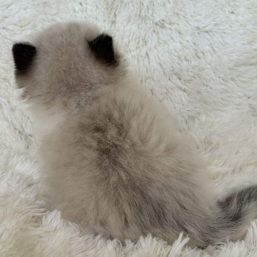 Milan Ragdoll male, black bicolour