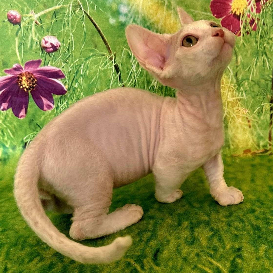 Kruz Devon Rex male, white