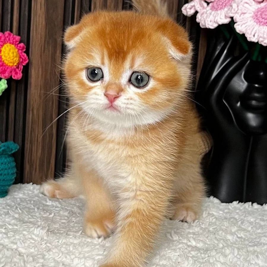 Nefertiti Scottish Fold female, black golden chinchilla