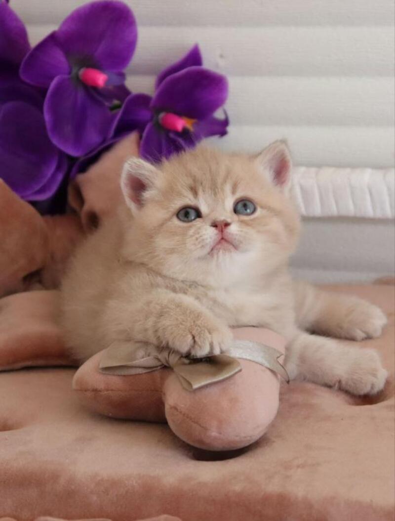 Bella British Shorthair female lilac golden shaded - live animals