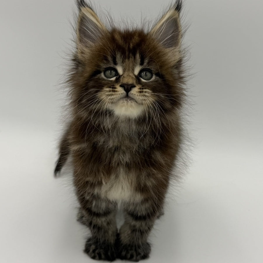 Zeus Maine Coon male, black tabby