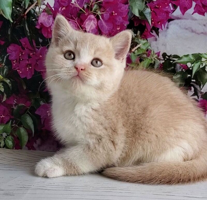 Uno British Shorthair male cream bicolour - live animals