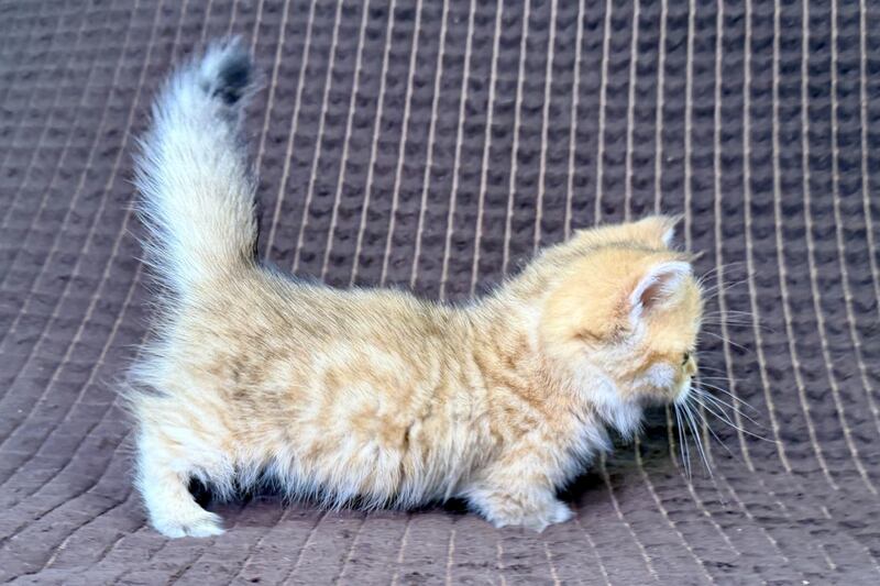 Milo Munchkin male, black golden spotted tabby