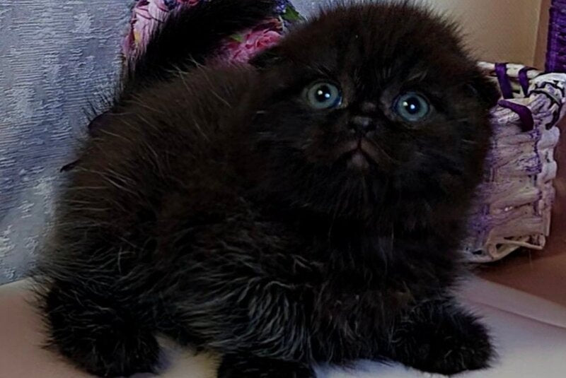 Maverick Scottish Fold male black - live animals
