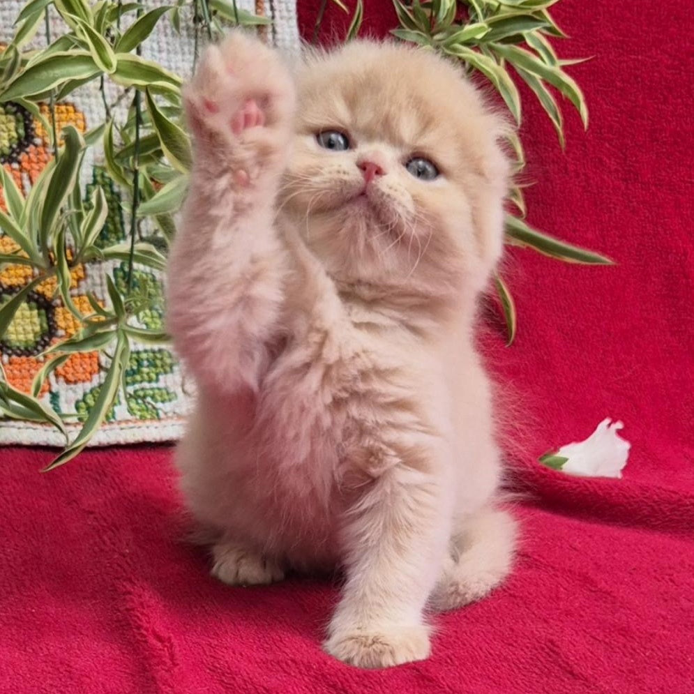 Milo Scottish Fold male, cream