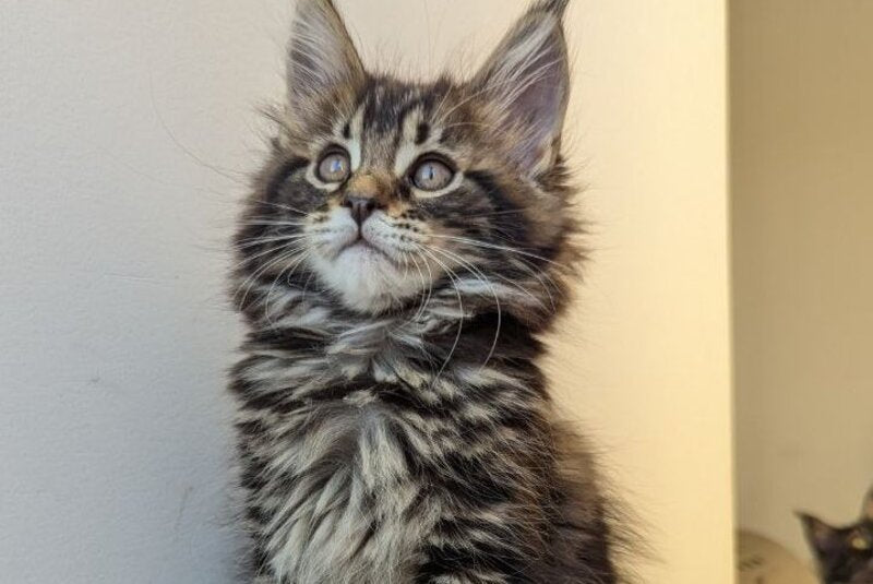 Coco Maine Coon female, black tabby