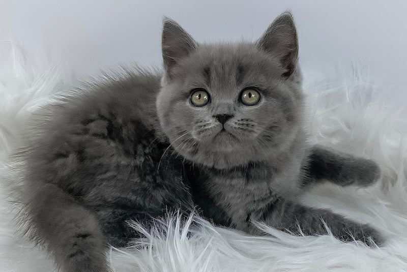 Kiki British Shorthair female, blue