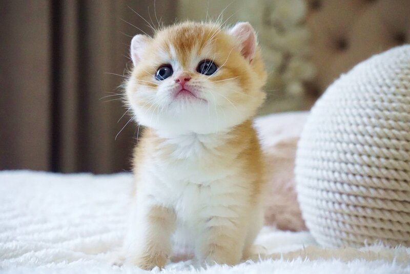 Deni British Shorthair male, black golden chinchilla