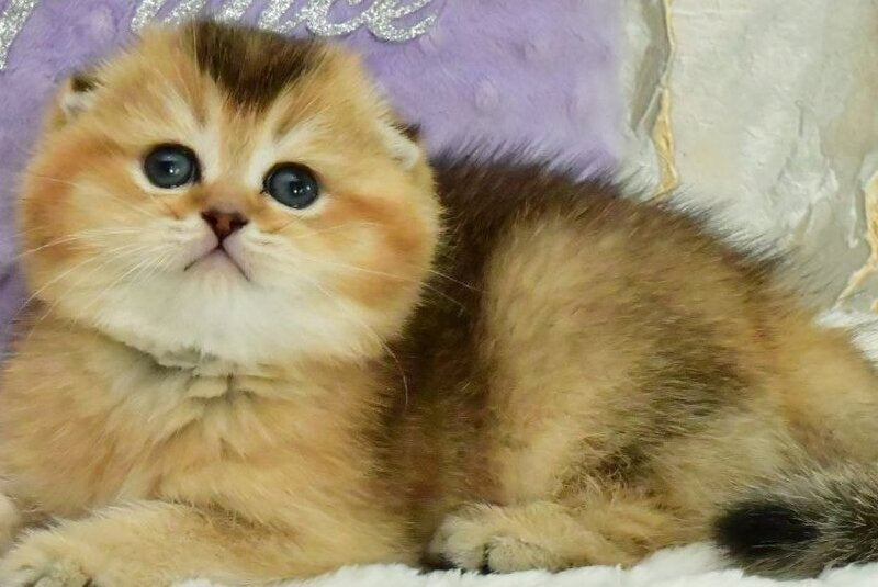 Joseph Scottish Fold male, black golden ticked tabby