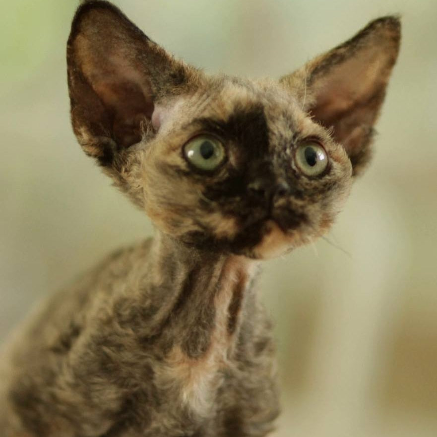 Pixie Devon Rex female, black tortie