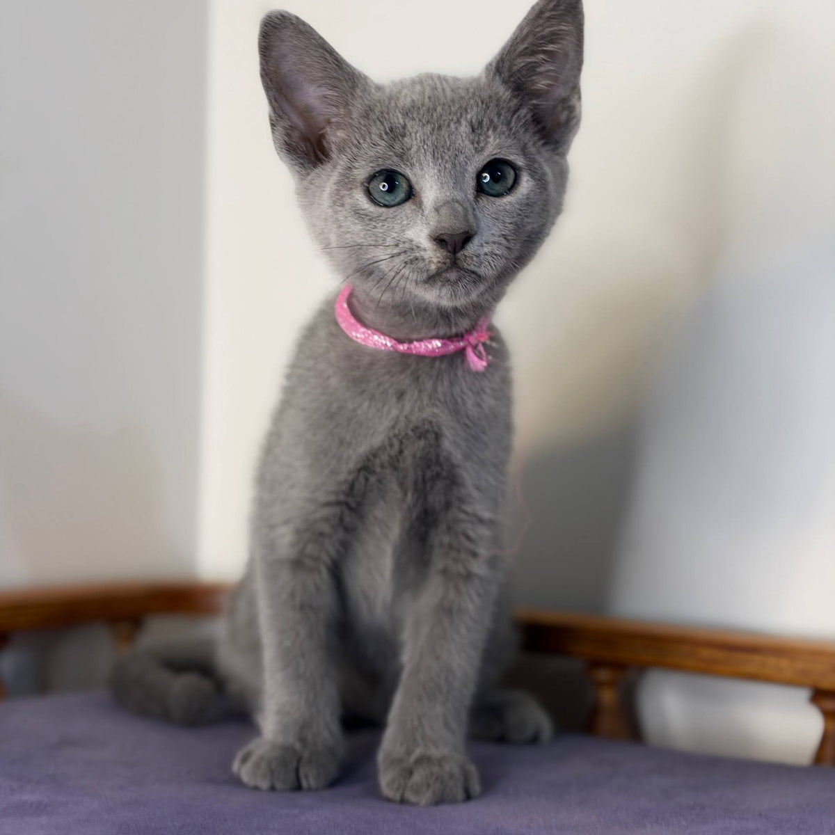 Nargiz Russian Blue female, blue