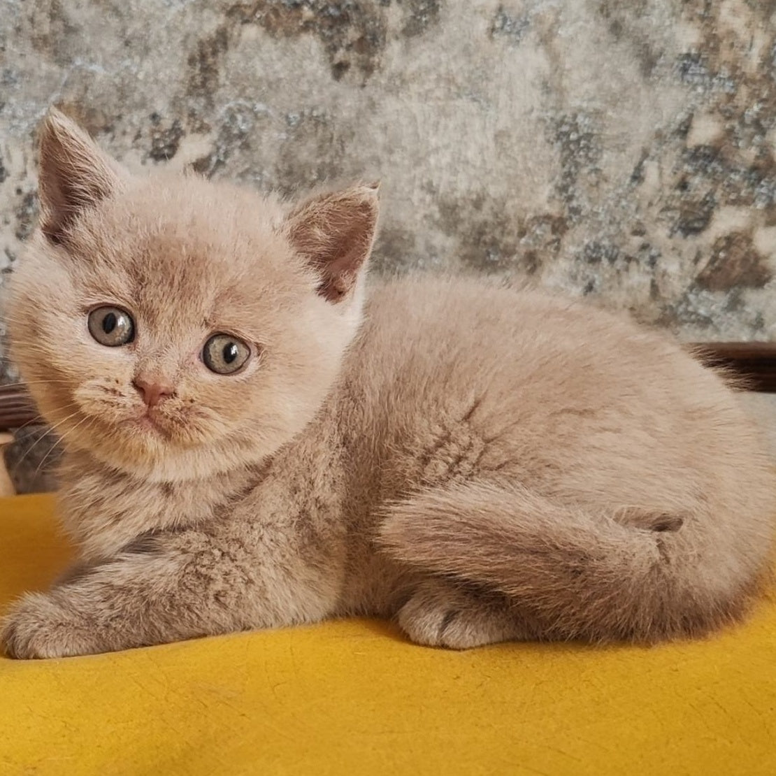 Bounty British Shorthair female, fawn