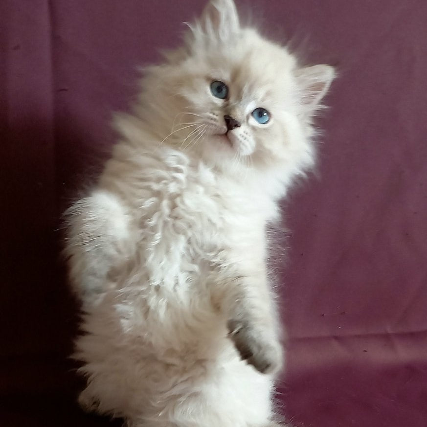 Maurice Siberian male, black tabby pointed