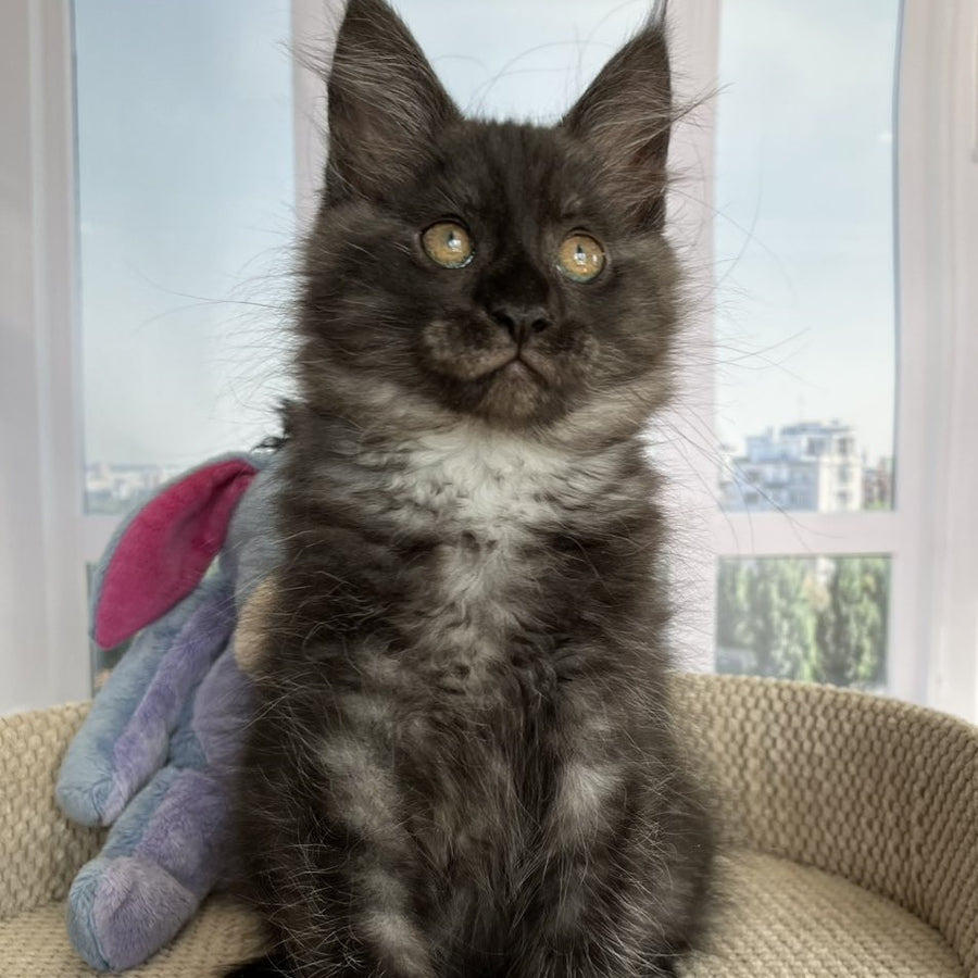 Rumi Maine Coon female, black silver