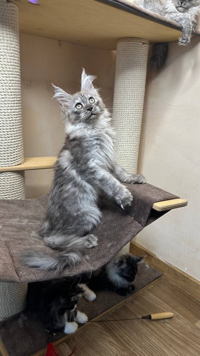 Nemo Maine Coon male black silver - live animals