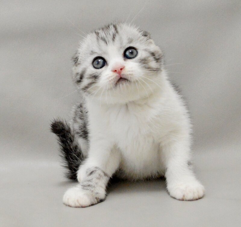 Vatson Scottish Fold male black silver spotted tabby bicolour - live animals