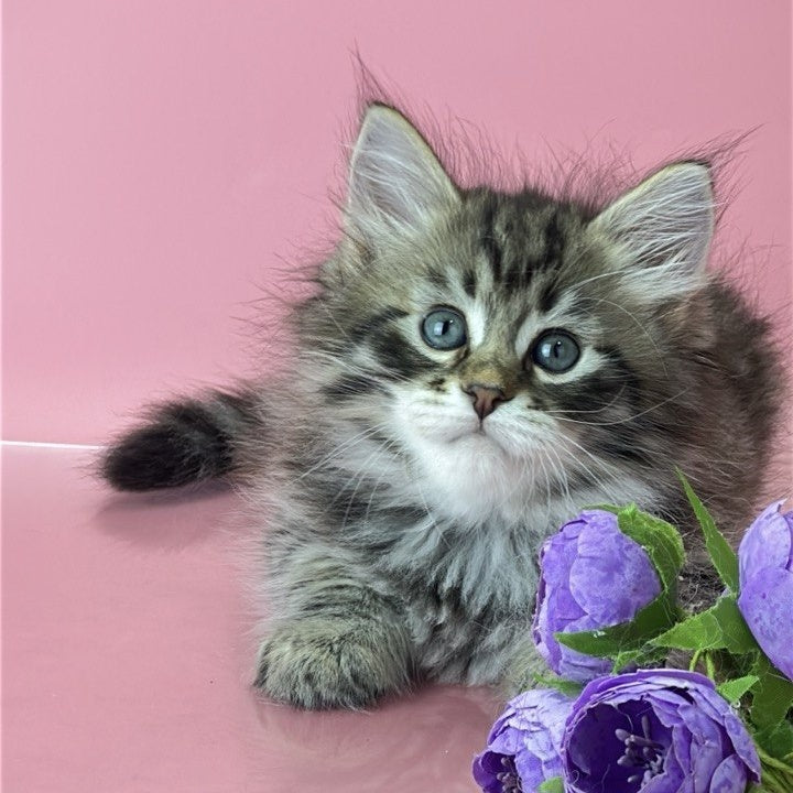 Yaros Siberian male, black tabby