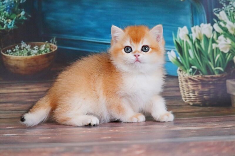 Vasilisa British Shorthair female black golden shaded - live animals