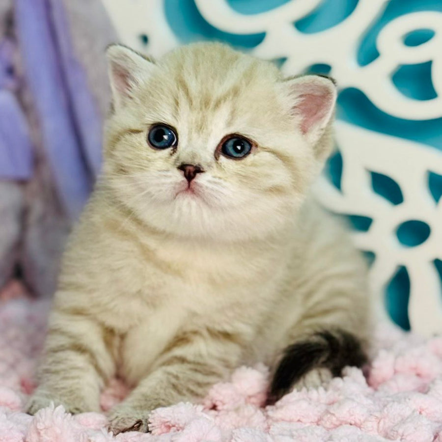 Djuliet Scottish Straight female, black pointed tabby