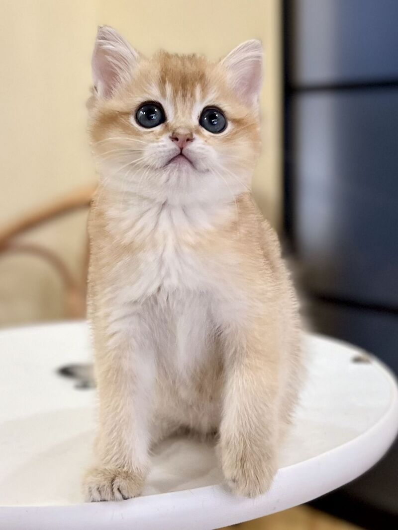 Diamond British Shorthair male black golden shaded - live animals