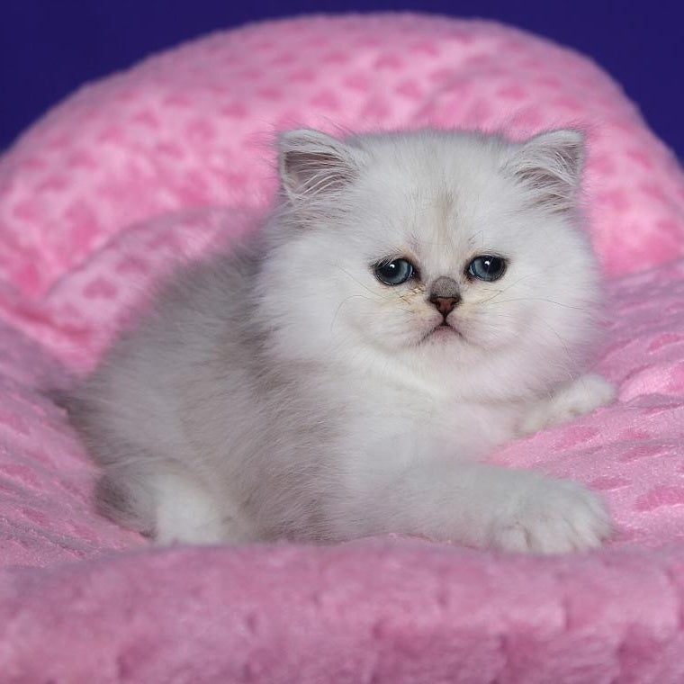 Hanna Persian female, black silver shaded